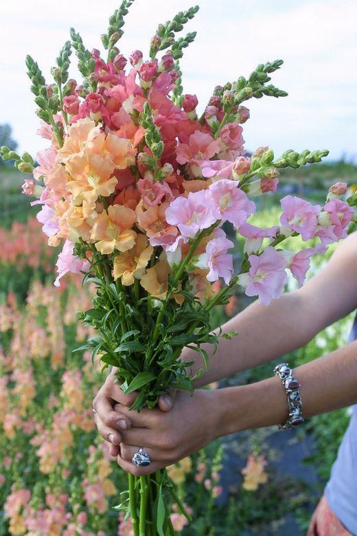 Serenade of Spring's Awakening Bouquet